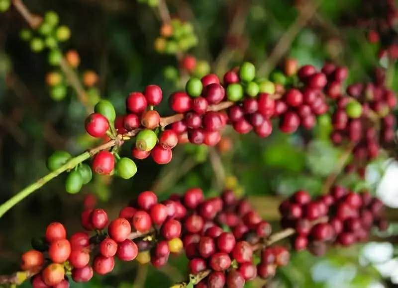 Arabica Coffee beans Blue Mountain Coffee beans belong to Arabica varieties? hand brewing advice?