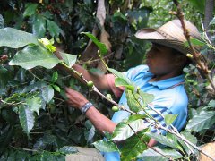 Why do coffee trees shade? Relationship between shading planting and ecological protection of coffee beans in El Salvador