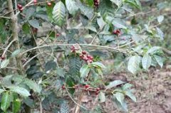 What is a shaded coffee tree? What are the effects of the benefits of shaded coffee on the flavor characteristics of coffee beans