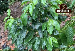 Yunnan Katim Coffee and Rosa Coffee, will the flavor of Katim coffee be better than that of Rosa coffee?