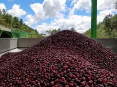 Testing Flavor characteristics of Pakamara Coffee Bean Cup in Nicaraguan Coffee producing area