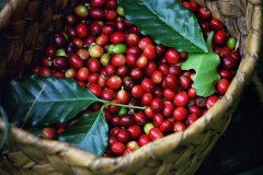 Uganda Coffee Flavor Taste Features History Arabica Robusta Coffee Bean Region