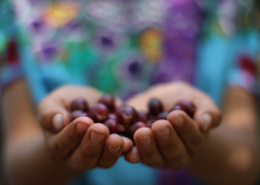 The story of Santa Felisa Manor in the coffee producing area of Guatemala the process of planting coffee beans in Guatemala