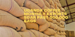 Uganda Coffee beans are expected to be exported to China in large quantities.