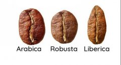 Introduction of four kinds of coffee beans and their flavor and taste characteristics comparison of caffeine content in coffee beans