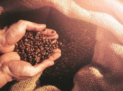 Where to buy raw coffee beans how to import the United States, Britain, America, Brazil coffee beans export development story