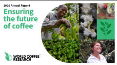 Current situation of Coffee Agricultural Market in 2020 Strategy and Plan of Coffee planting in WCR World Coffee