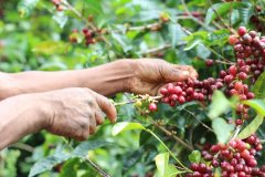 Where does the sweetness in coffee come from? How to describe the sweetness in coffee beans? What is Maillard's reaction?