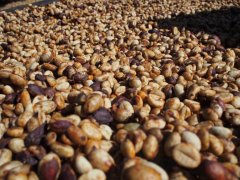 The impact of vacuum packaging of oxygen, temperature and humidity on the quality of raw coffee