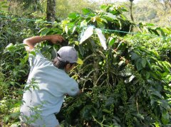 Flavor and taste characteristics of Indonesian coffee beans in addition to Java coffee in Sumatra Aceh