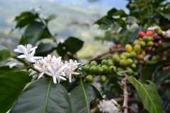 Which coffee varieties are resistant to leaf rust? Control of coffee leaf rust and its harm to economy