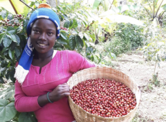 Legend of the Origin of Coffee in Ethiopia: how do Yega Xuefei Dingding Coffee beans taste?