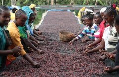 Panama washed Rosa Coffee Bean Flavor the planting advantage of Hartman Manor Coffee Bean in Balu volcanic area