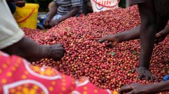 Why are Kenyan coffee beans all red? Historical Story and auction Department of Coffee cultivation and production in Kenya