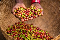 What is the flavor and taste characteristics of Java coffee and monsoon coffee beans introduction to Kenya Java Coffee Brand