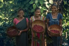 Indian shade tree coffee Arabica Busta beans compare spicy coffee beans?