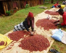 Characteristics of planting and processing Flavor of washed Coffee in Kenya brief introduction of Coffee washing and processing Plant gikirima