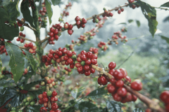 The History of Coffee in Honduras an introduction to the Flavor of Godfather Coffee in Manor Molaud, Honduras