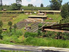 Brief introduction of Kenya processing Plant Gakuyuini and Coffee Bean processing Thirikwa Farmers' Cooperation