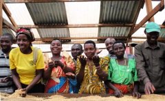 Flavor characteristics of TOH washed champion beans by processing gogoguka coffee in Wulaga, Ethiopia