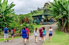 Hawaiian Coffee Plantation introduces the best time for Kona Coffee Farm trip to explore coffee factories