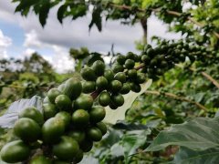 El Salvador Coffee turbulent History Story Fair Trade affects El Salvador Black Honey to deal with Coffee Wind