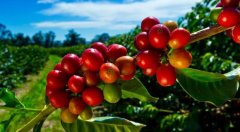 Hawaiian Kona coffee has more caffeine? How to eat authentic Hawaiian Coffee