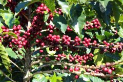History of Costa Rican Coffee Development characteristics of hand-brewed beans in Mozart Coffee treated with raisin Honey