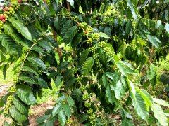 The history of Costa Rican coffee only grows Arabica coffee beans? Traditional coffee extraction method