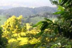 Diversity of Colombian refined coffee varieties Colombia's natural diversity can prevent coffee pests