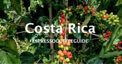 Costa Rican Coffee fact Carnett Manor musicians Beethoven Coffee Bean Flavor description