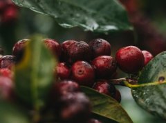 The story of Costa Rican bourbon coffee and how the six major coffee varieties Kaddura coffee beans taste good.