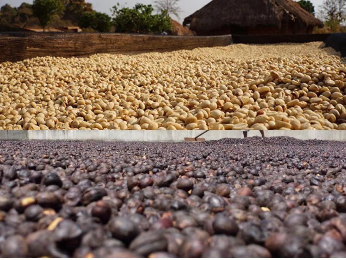 Coffee beans suitable for beginners what is the difference between washed coffee beans and sun treated coffee beans