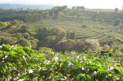 The History of Coffee in Colombia the types and characteristics of Climate in Coffee growing areas