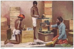 Ceylon Black Tea producing country-- the Historical Story of Black Tea cultivation in Sri Lanka
