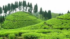 What kind of tea is Darjeeling Tea? Introduction to the flavor description and grading system of the famous Darjeeling tea style Chilei