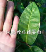 The difference between Darjeeling small Leaf Black Tea and Yunnan Big Leaf Black Tea