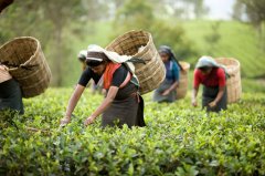 Darjeeling black tea is classified by season. What is the taste of spring, summer and autumn tea in which season?