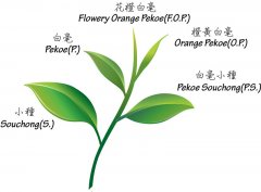What is the category of orange, yellow and white in black tea? what is the grade of tea Darjeeling FOP and BOP?