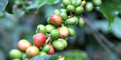 Honduran coffee beans are the best grade to drink Honduran coffee beans. The influence of Geography on Coffee