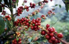 A brief History of Coffee Bean cultivation in Honduras present situation and Qi of coffee quality caffeine export in Honduras