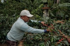 Flavor and taste characteristics of Honduran coffee beans, the most popular coffee brand in Central and South America