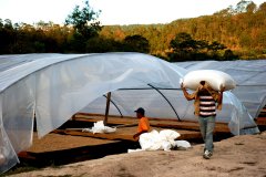 Differences between flavor and taste characteristics of coffee beans treated with Honduran honey and washing