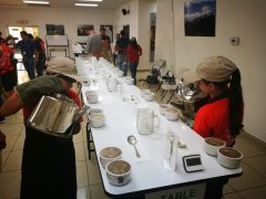 Honduras small-scale Coffee Cooperation Organization Coffee Sustainable Agriculture Organic Coffee processing