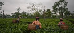 The tea manor in Assam black tea producing area of India introduces the black tea production process and the characteristics of planting technology.