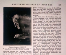 Black tea production technology improves the Scottish elements of British black tea promotes the development story of Assam black tea