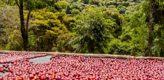 Processing method of coffee beans in Rwanda Coffee washing station hand-classified coffee cherry processing steps