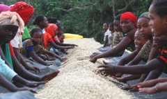 What is the wild heirloom coffee bean in Arabica, the main coffee bean growing area in Ethiopia?
