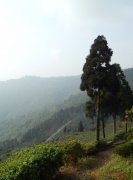 Relationship between taste characteristics and picking time of Darjeeling black tea in India