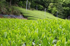 What are the famous brands of tea in Japan? what is the origin and history of Japanese black tea?